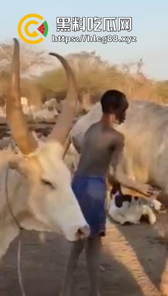 仿真牛逼飞机吞屌神器，各式号码选配让你爽，谁买这玩意撸？印度阿三日牛舔逼狂爱，卖他们直接当首富！  第9张