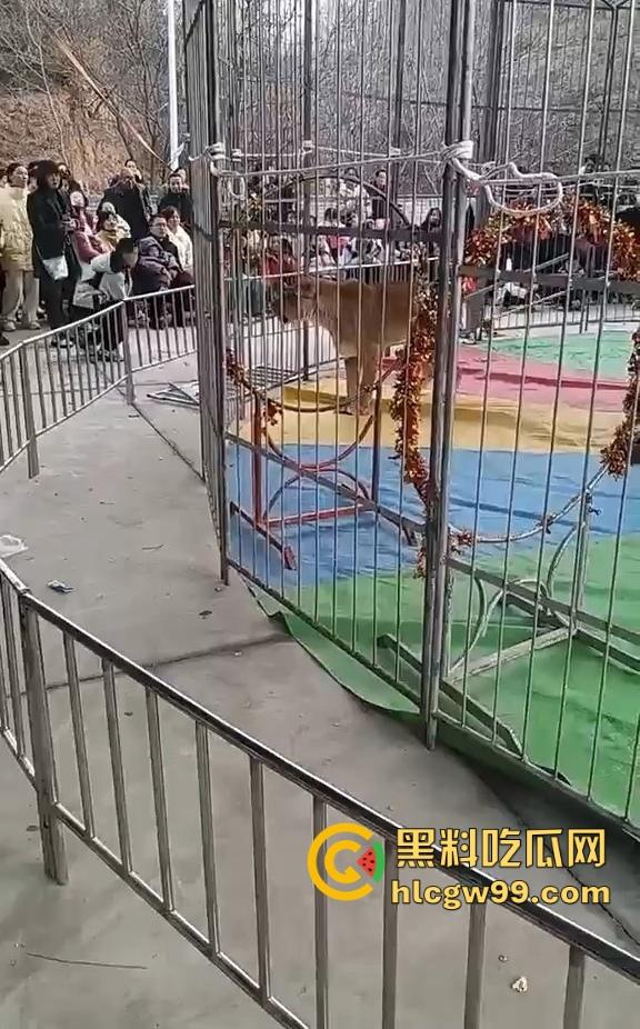 山西运城大年初三狮子突然发疯当街撕咬活人 驯兽师狂揍都没用 死咬不松口！  第1张
