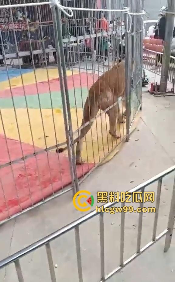 山西运城大年初三狮子突然发疯当街撕咬活人 驯兽师狂揍都没用 死咬不松口！  第2张
