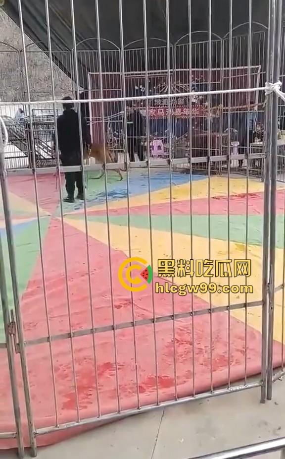 山西运城大年初三狮子突然发疯当街撕咬活人 驯兽师狂揍都没用 死咬不松口！  第3张