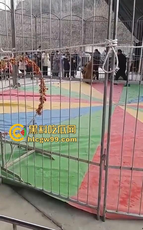 山西运城大年初三狮子突然发疯当街撕咬活人 驯兽师狂揍都没用 死咬不松口！  第4张
