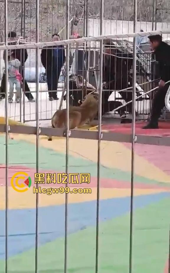 山西运城大年初三狮子突然发疯当街撕咬活人 驯兽师狂揍都没用 死咬不松口！  第5张