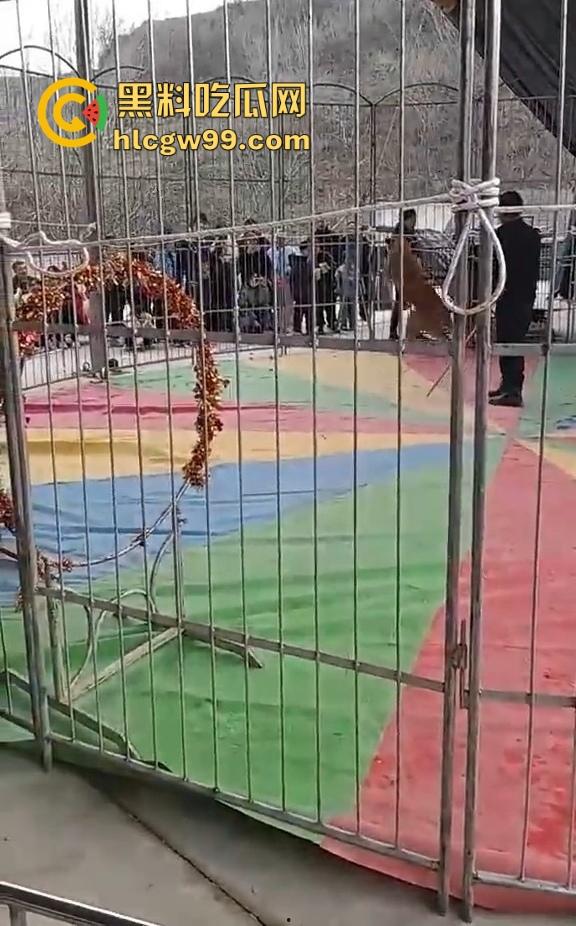 山西运城大年初三狮子突然发疯当街撕咬活人 驯兽师狂揍都没用 死咬不松口！  第6张