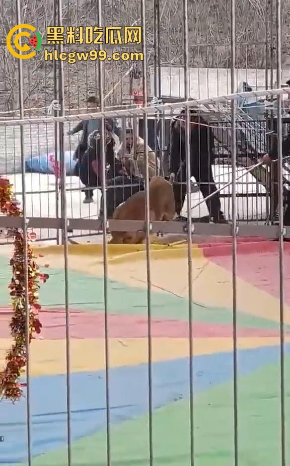 山西运城大年初三狮子突然发疯当街撕咬活人 驯兽师狂揍都没用 死咬不松口！  第7张
