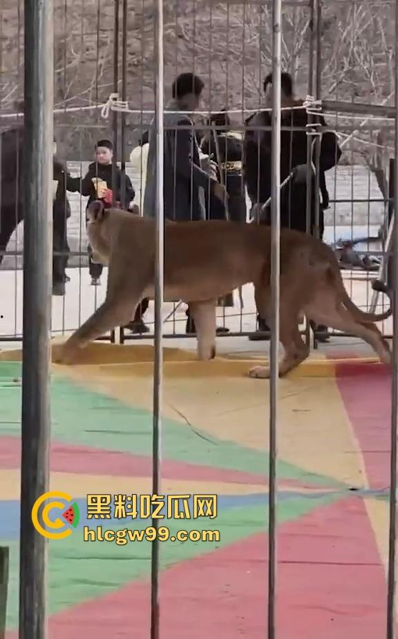 山西运城大年初三狮子突然发疯当街撕咬活人 驯兽师狂揍都没用 死咬不松口！  第8张