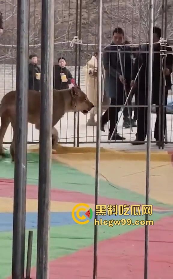 山西运城大年初三狮子突然发疯当街撕咬活人 驯兽师狂揍都没用 死咬不松口！  第9张