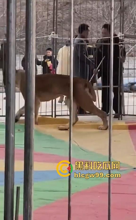 山西运城大年初三狮子突然发疯当街撕咬活人 驯兽师狂揍都没用 死咬不松口！  第11张