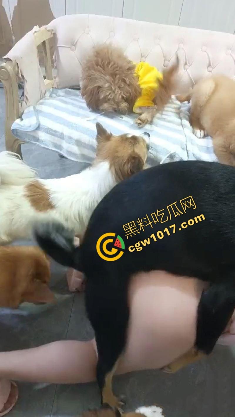 独居小仙女发情无人解决，首次尝试金毛大贯穿，高潮连连腿软如泥，深陷狗屌难以自拔，成为了狂热狗交粉！  第5张