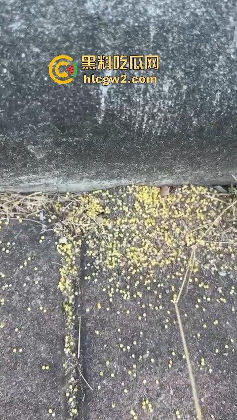 广州番禺区遛狗的注意了！有人在河边下毒，什么变态玩意儿？小心爱犬中招！  第9张