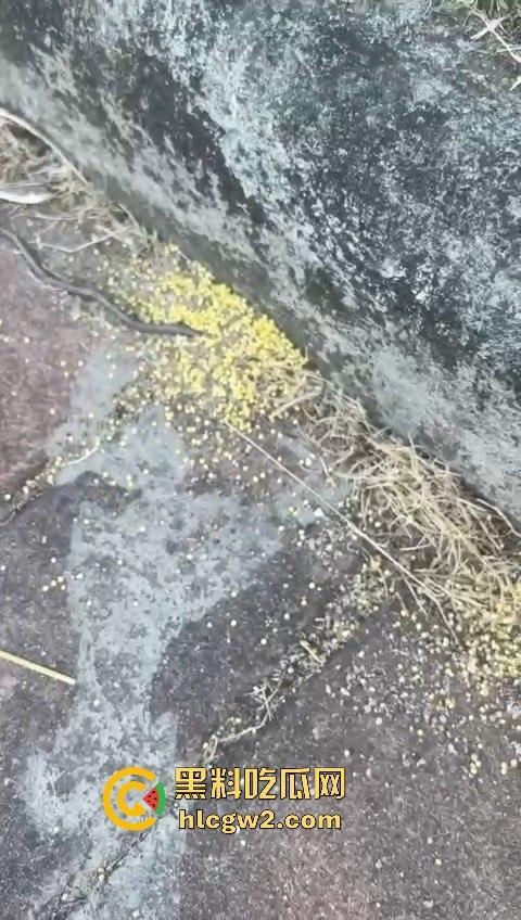 广州番禺区遛狗的注意了！有人在河边下毒，什么变态玩意儿？小心爱犬中招！  第10张