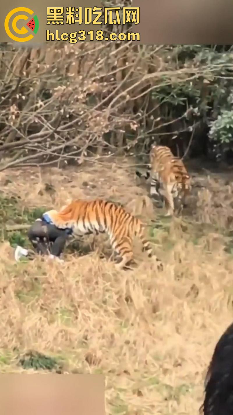 聪明人费尽心思，不如蠢人灵机一动！浙江男子翻越围墙撸老虎，被老虎当场咬死，该老虎已被射杀！  第2张