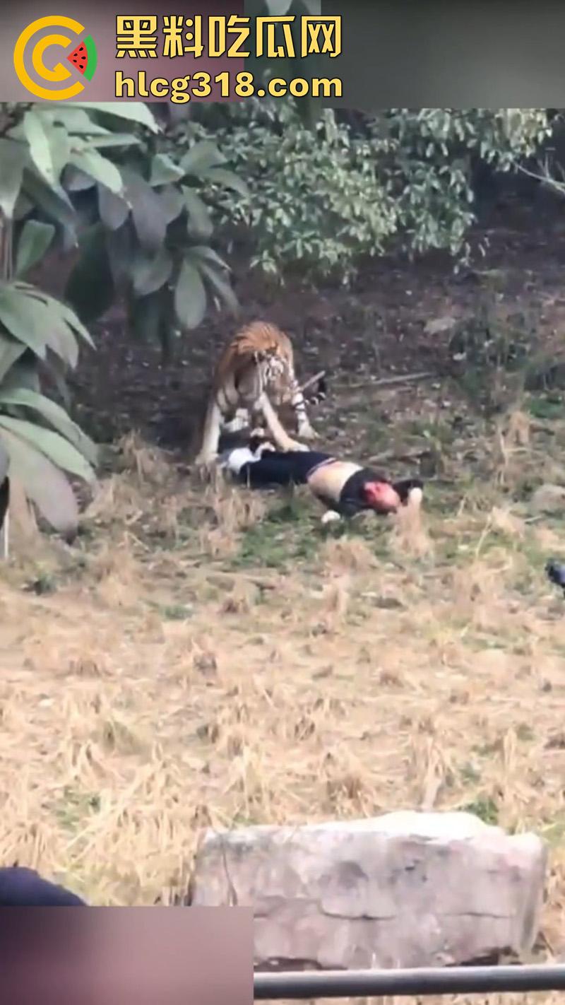 聪明人费尽心思，不如蠢人灵机一动！浙江男子翻越围墙撸老虎，被老虎当场咬死，该老虎已被射杀！  第4张