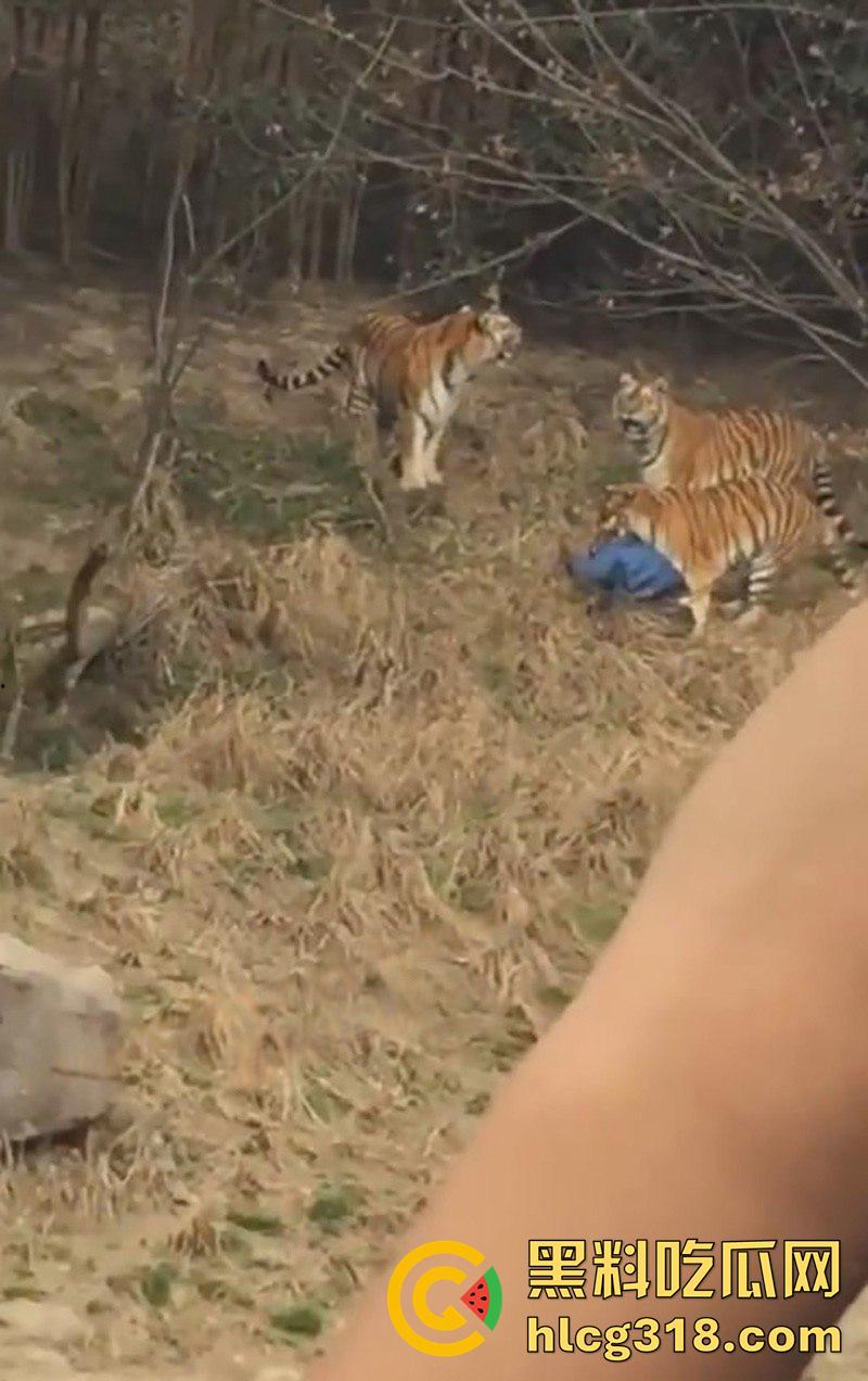 聪明人费尽心思，不如蠢人灵机一动！浙江男子翻越围墙撸老虎，被老虎当场咬死，该老虎已被射杀！  第6张