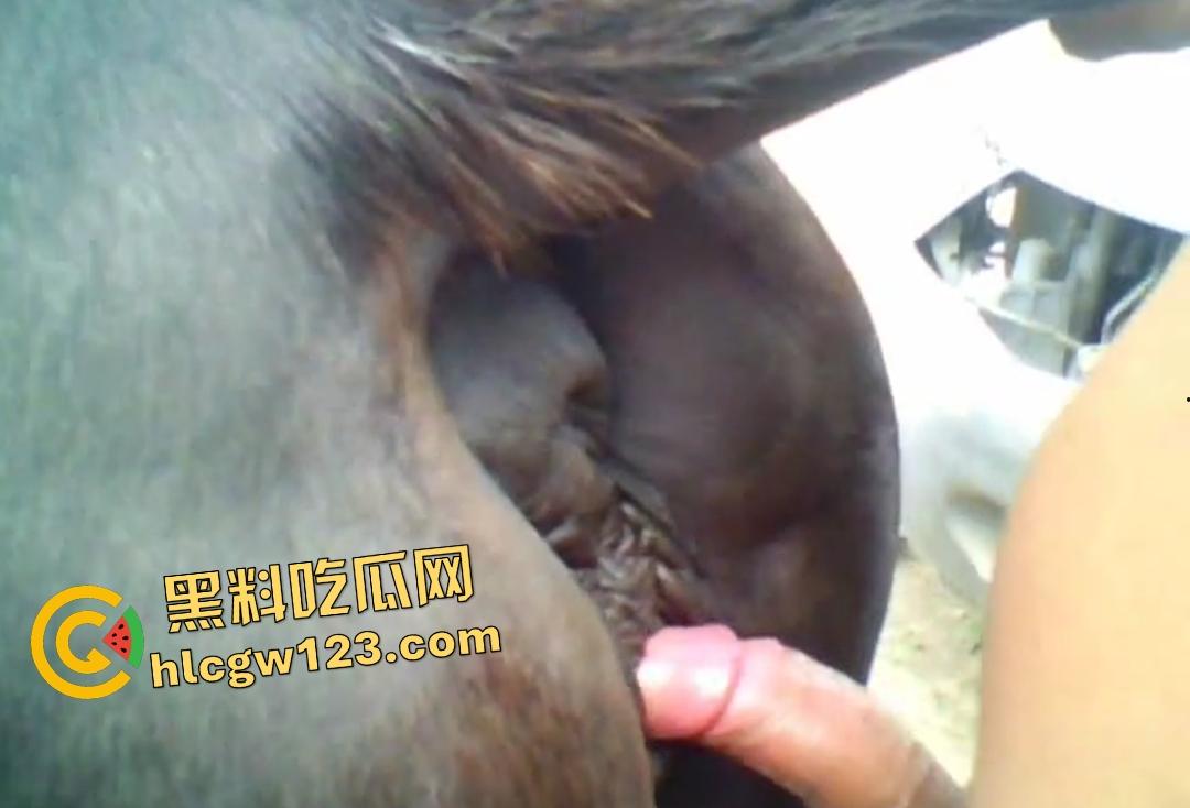 男人狂射母马体内没有一丝波澜！细屌爆操松垮马B，细屌连马都不屑  第5张