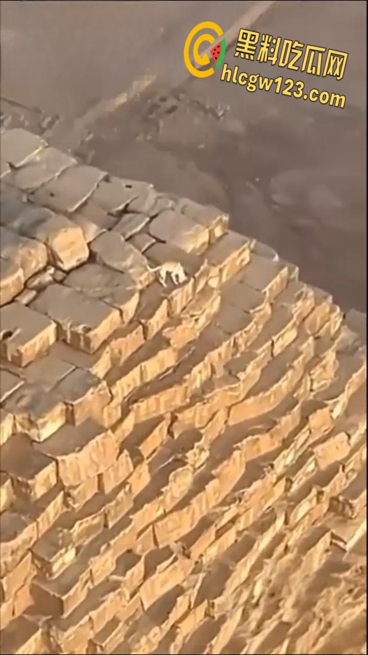 狗狗硬爬126米金字塔顶，狂吠耍帅当“法老”，稳稳下塔震惊全球！  第4张