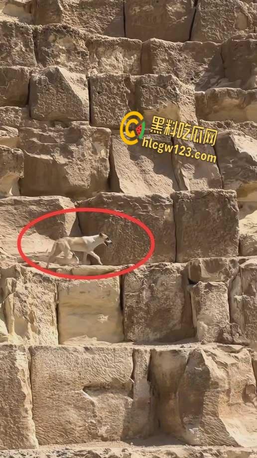 狗狗硬爬126米金字塔顶，狂吠耍帅当“法老”，稳稳下塔震惊全球！  第5张