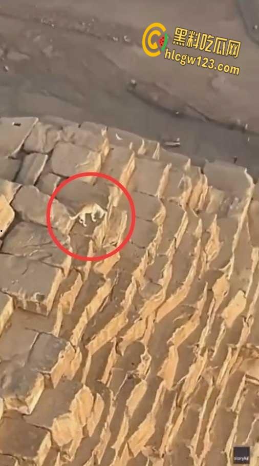 狗狗硬爬126米金字塔顶，狂吠耍帅当“法老”，稳稳下塔震惊全球！  第6张