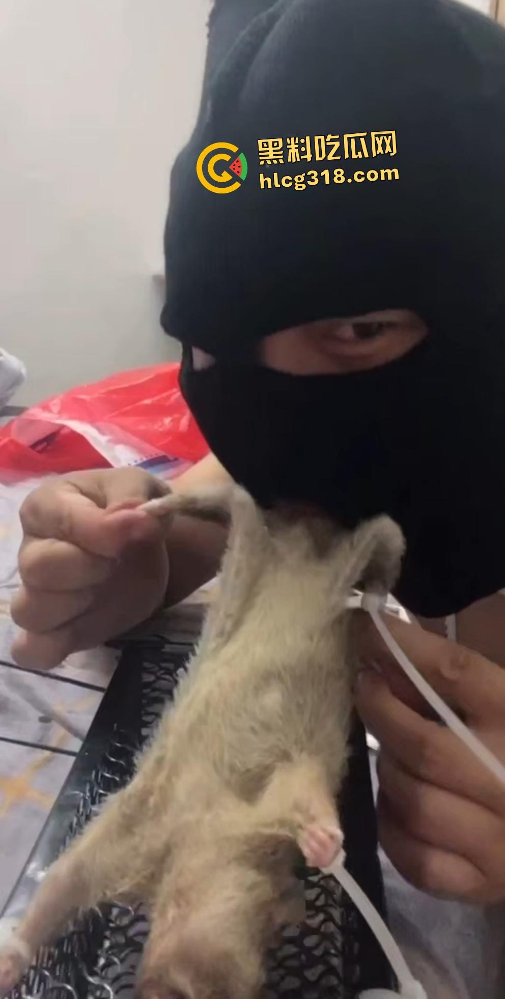 人兽变态新高度！蒙面猛男生啃死老鼠小鸡鸡，带着面罩生怕别人不知道是变态？  第2张
