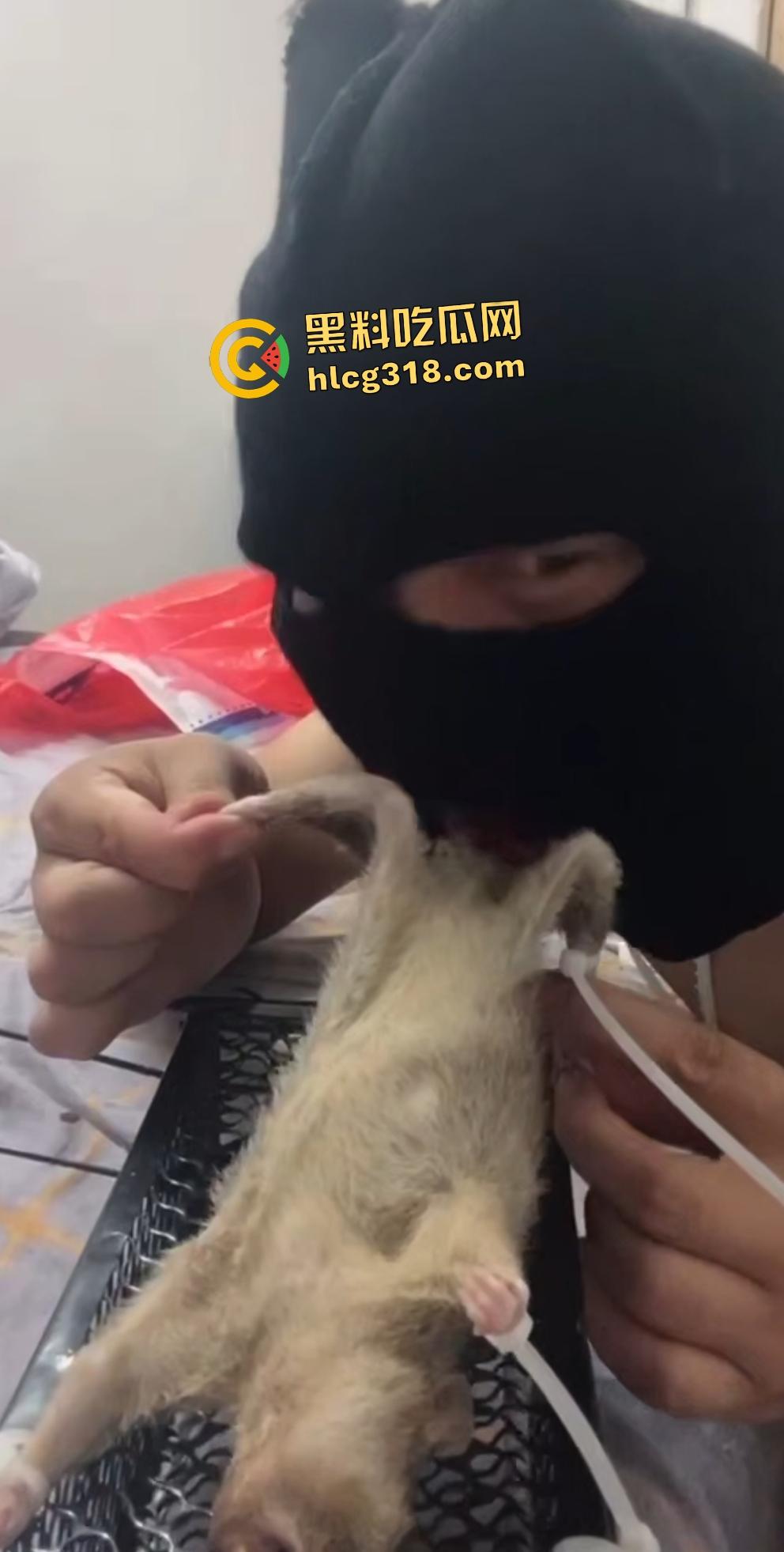 人兽变态新高度！蒙面猛男生啃死老鼠小鸡鸡，带着面罩生怕别人不知道是变态？  第3张