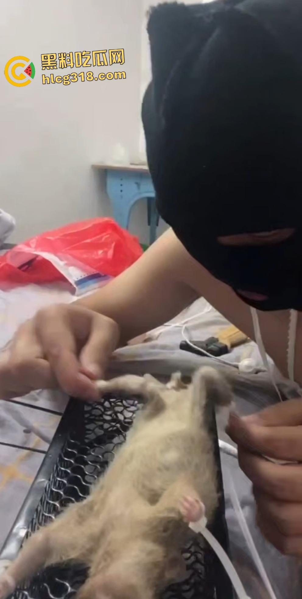 人兽变态新高度！蒙面猛男生啃死老鼠小鸡鸡，带着面罩生怕别人不知道是变态？  第4张