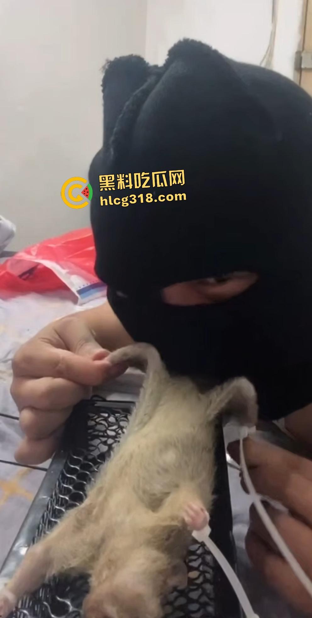 人兽变态新高度！蒙面猛男生啃死老鼠小鸡鸡，带着面罩生怕别人不知道是变态？  第6张