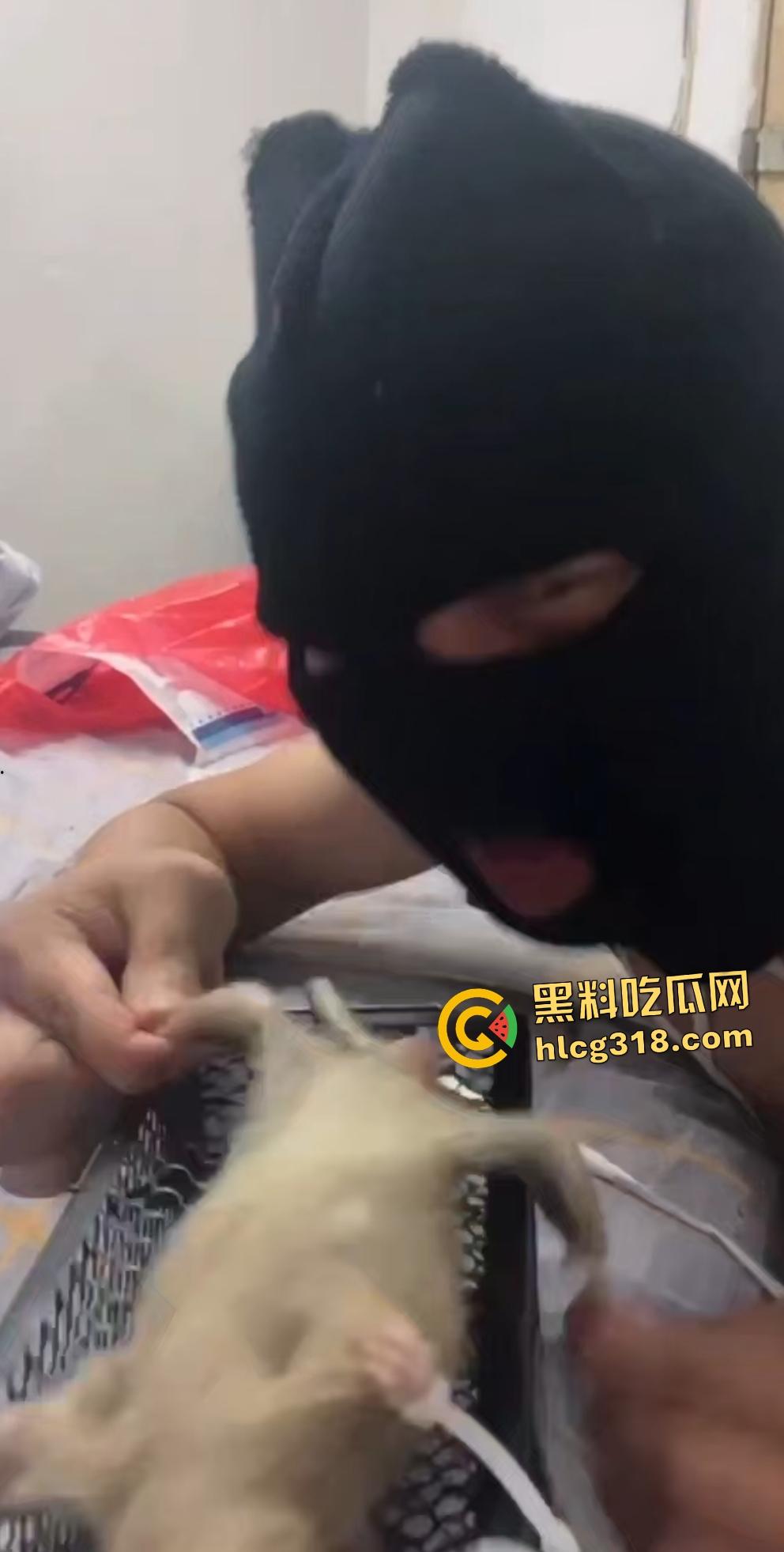 人兽变态新高度！蒙面猛男生啃死老鼠小鸡鸡，带着面罩生怕别人不知道是变态？  第7张