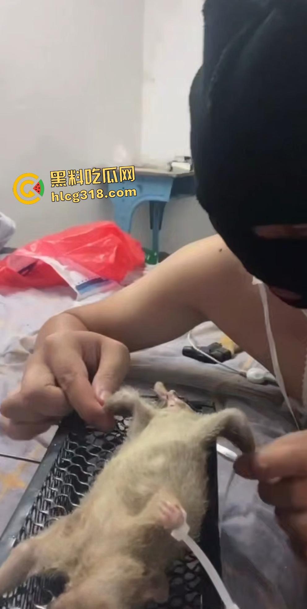 人兽变态新高度！蒙面猛男生啃死老鼠小鸡鸡，带着面罩生怕别人不知道是变态？  第8张