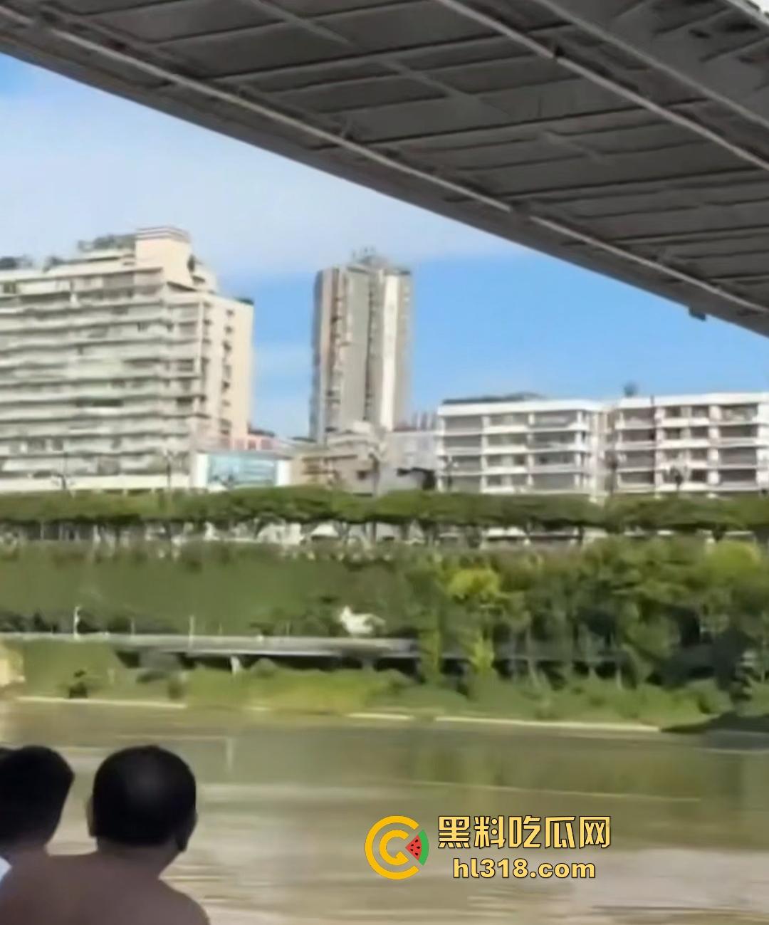 宜宾南门大桥惊魂跳河！黄河波浪敲响生命警钟，黄金30秒生死救援捡回一条狗命！  第3张