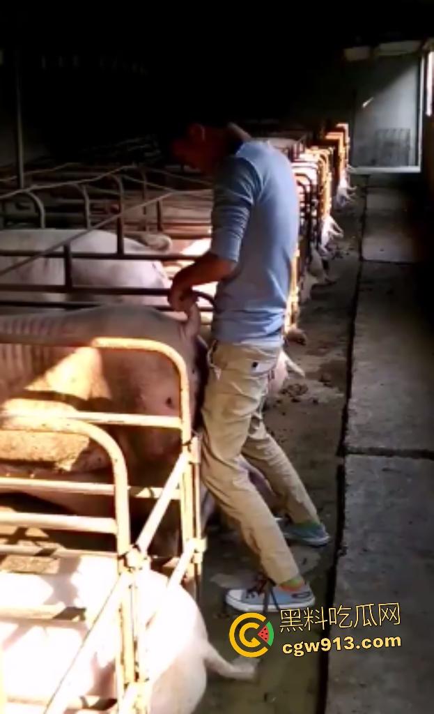 人兽狂徒猪圈开操！找不到女友就拿肥臀母猪操，母猪却毫无感觉还在吃食，操一轮下来鸡巴全是骚臭！  第1张