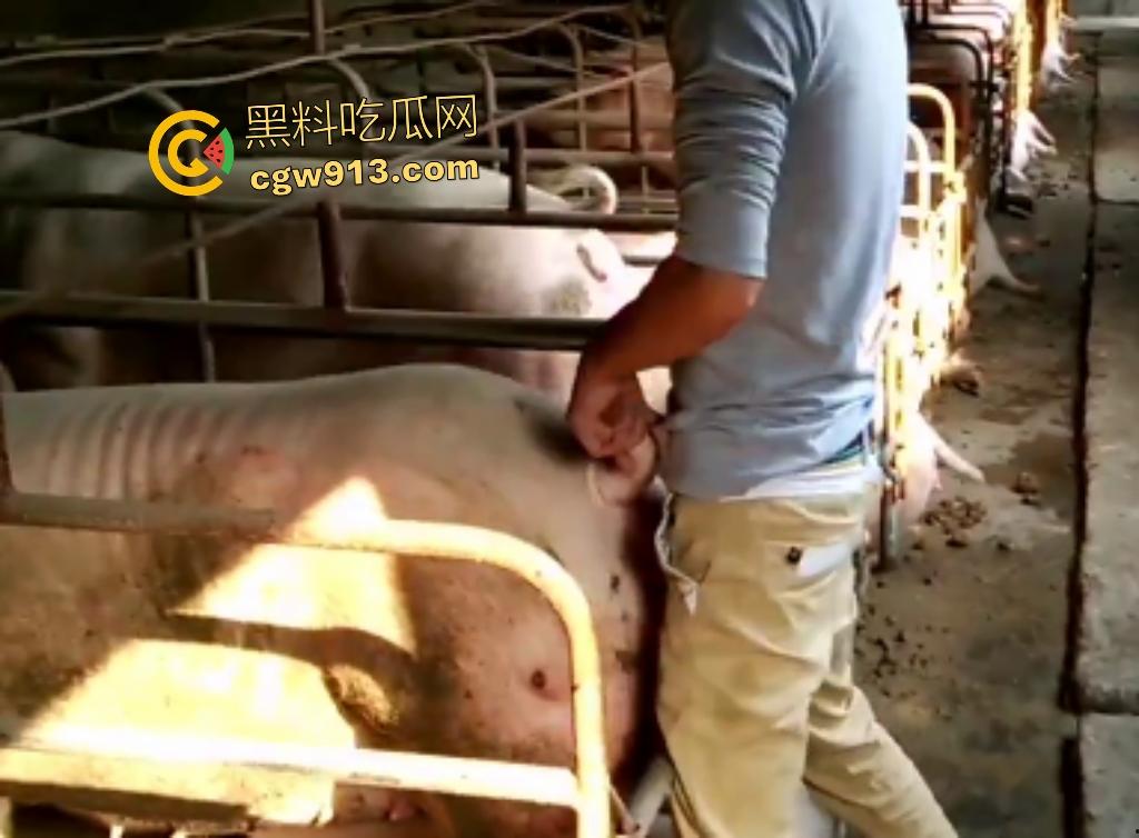 人兽狂徒猪圈开操！找不到女友就拿肥臀母猪操，母猪却毫无感觉还在吃食，操一轮下来鸡巴全是骚臭！  第2张