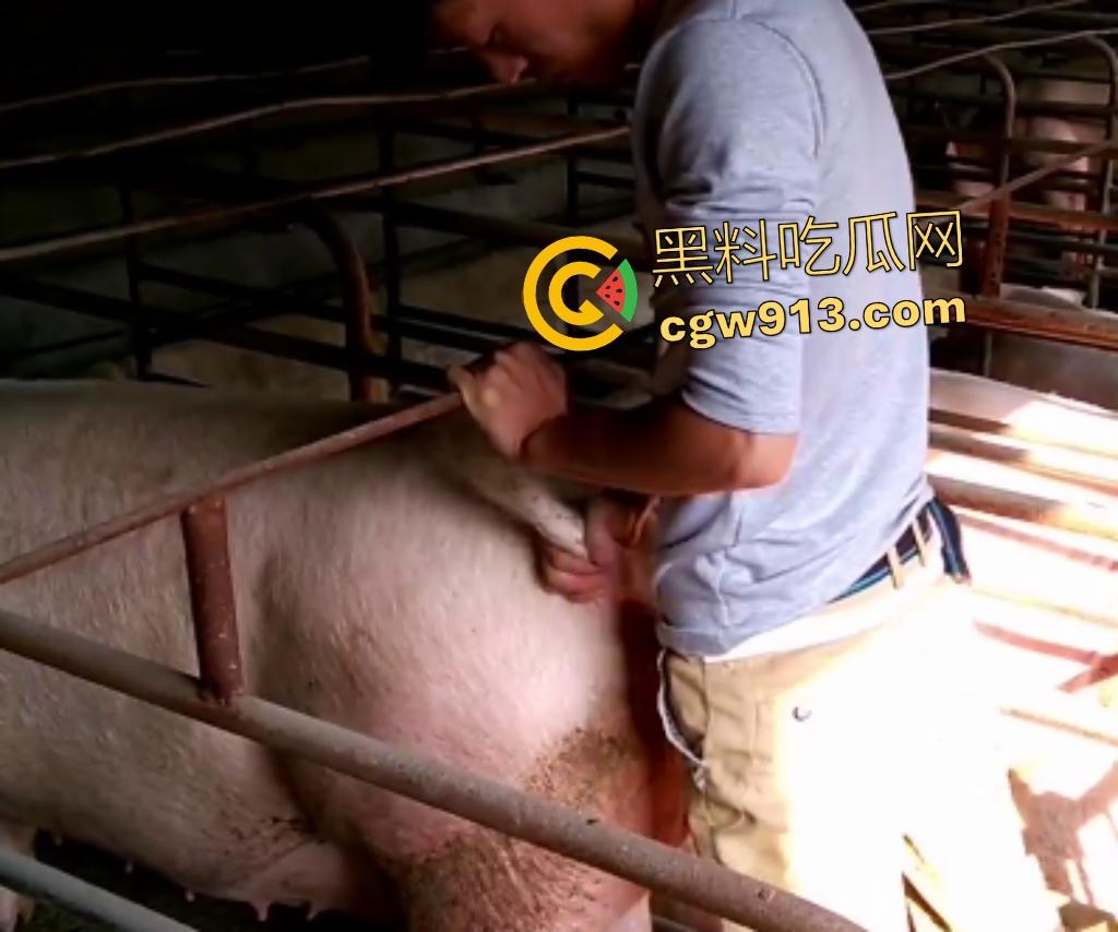 人兽狂徒猪圈开操！找不到女友就拿肥臀母猪操，母猪却毫无感觉还在吃食，操一轮下来鸡巴全是骚臭！  第5张