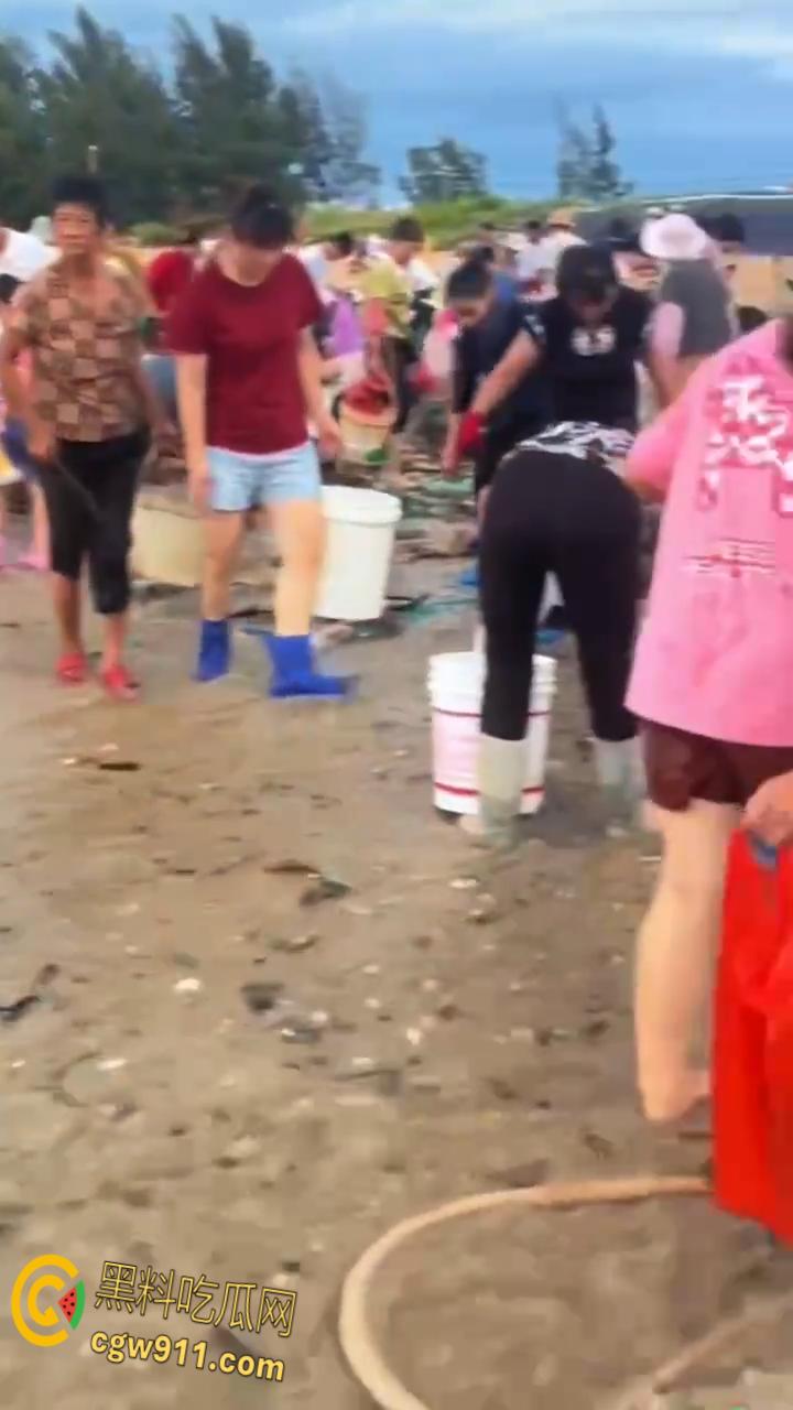 桦加沙台风卷海鲜上岸，街坊抢货如过年，海洋环境突变可能导致藻类大量繁殖，有毒勿食贪嘴小心躺板板！  第4张