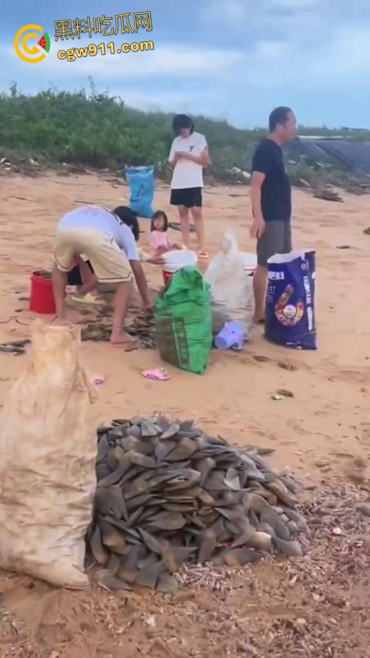 桦加沙台风卷海鲜上岸，街坊抢货如过年，海洋环境突变可能导致藻类大量繁殖，有毒勿食贪嘴小心躺板板！  第5张