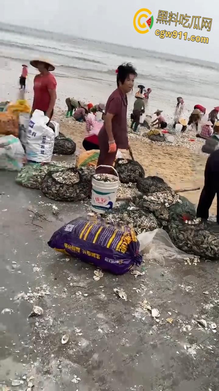 桦加沙台风卷海鲜上岸，街坊抢货如过年，海洋环境突变可能导致藻类大量繁殖，有毒勿食贪嘴小心躺板板！  第7张