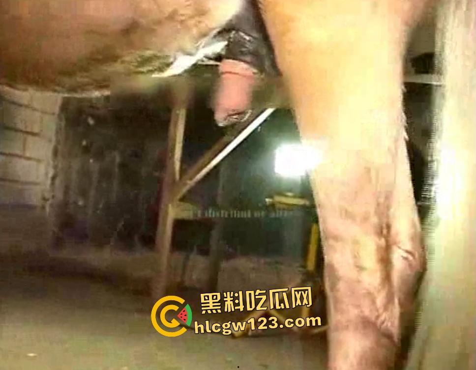 荡妇逼上环和马匹性交，黑马大鸡巴后入，拔出来精液多的能装一杯水，这能生出人马？  第5张