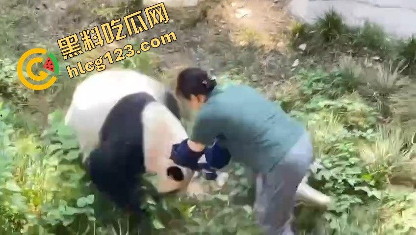 重庆动物园熊猫发狂，饲养员被推倒现场尖叫不断！  第1张