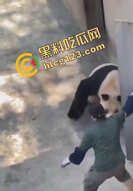 重庆动物园熊猫发狂，饲养员被推倒现场尖叫不断！  第2张