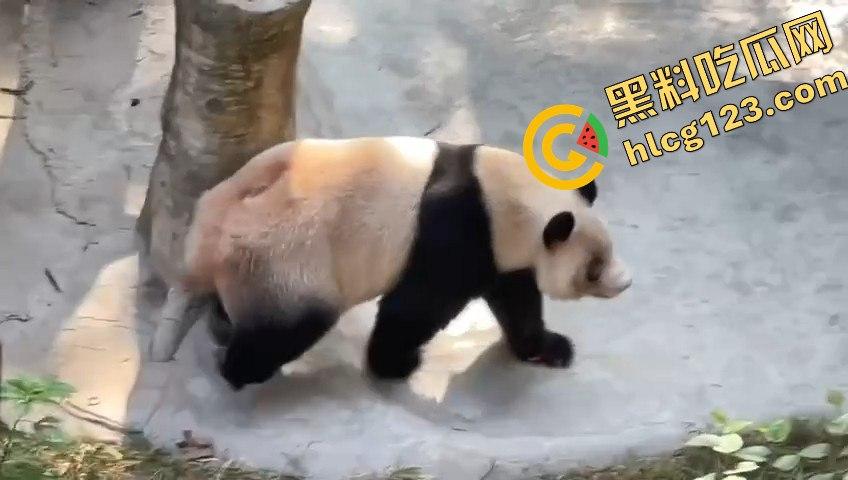 重庆动物园熊猫发狂，饲养员被推倒现场尖叫不断！  第5张