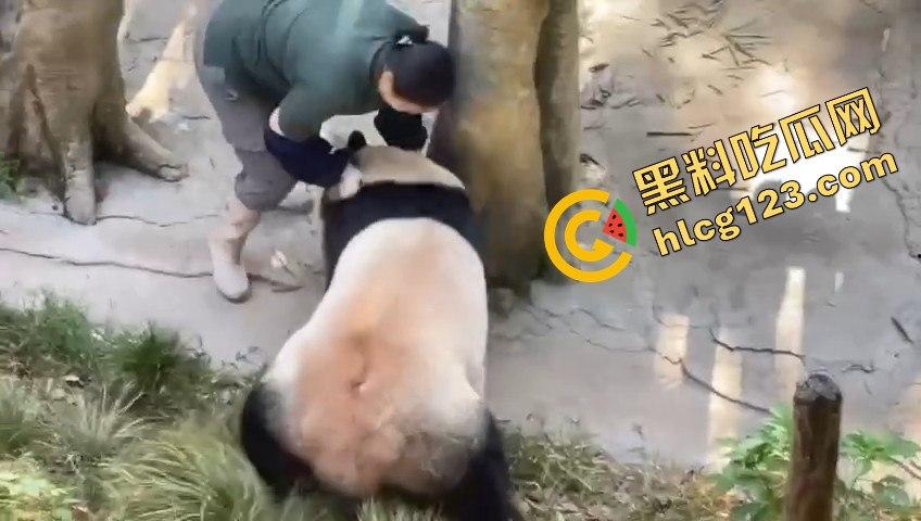 重庆动物园熊猫发狂，饲养员被推倒现场尖叫不断！  第7张