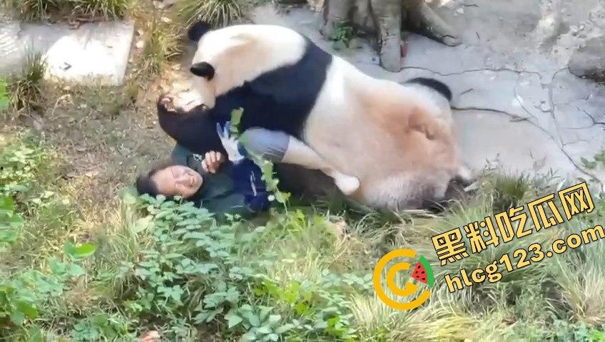 重庆动物园熊猫发狂，饲养员被推倒现场尖叫不断！  第8张