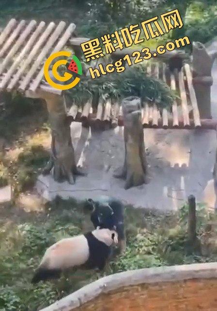 重庆动物园熊猫发狂，饲养员被推倒现场尖叫不断！  第10张