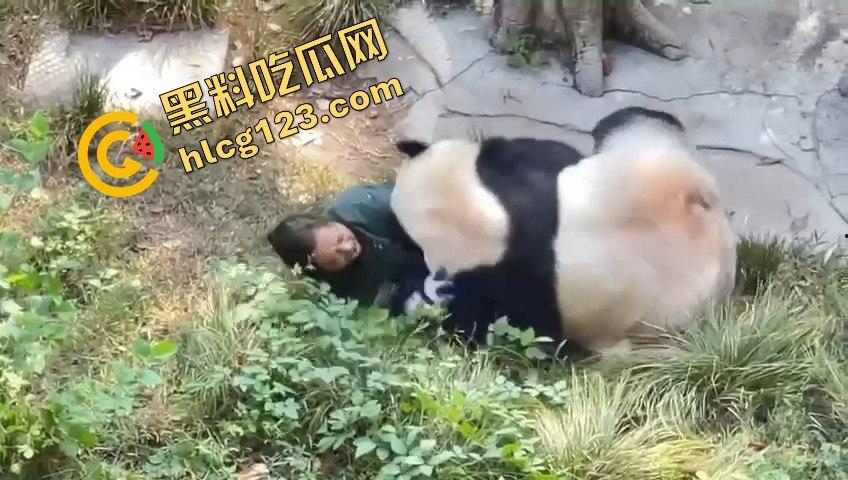 重庆动物园熊猫发狂，饲养员被推倒现场尖叫不断！  第11张