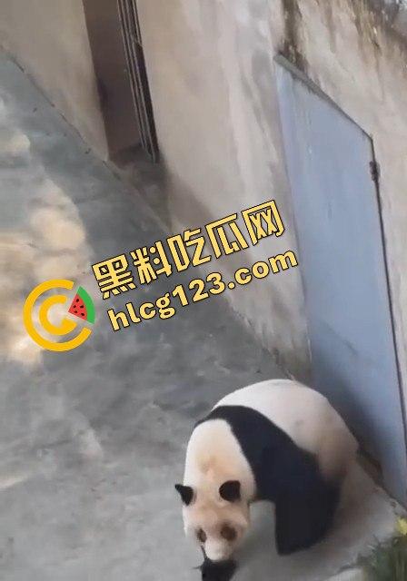 重庆动物园熊猫发狂，饲养员被推倒现场尖叫不断！  第14张