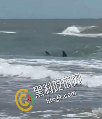 美国德克萨斯州南帕德里岛海滩，多人被鲨鱼咬伤。两男两女遭到鲨鱼袭击。政府已派出直升机将其驱赶。  第7张