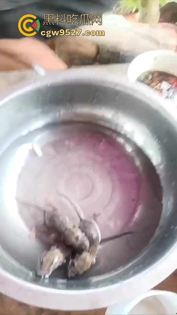 不是哥们这都能生吃呀！真不怕得病?真的极其重口，生吞小老鼠，也不怕得病 ！  第6张