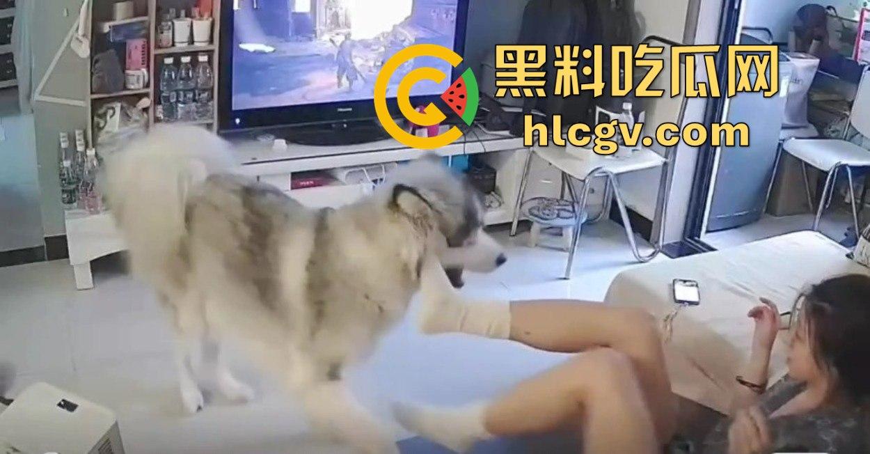 阿拉斯加趁女主人换手柄扑上去玩后入想日逼！妹子挣扎半天脱身，气得直发火！  第2张