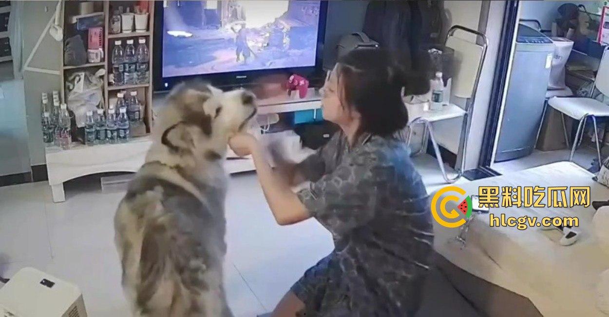 阿拉斯加趁女主人换手柄扑上去玩后入想日逼！妹子挣扎半天脱身，气得直发火！  第5张