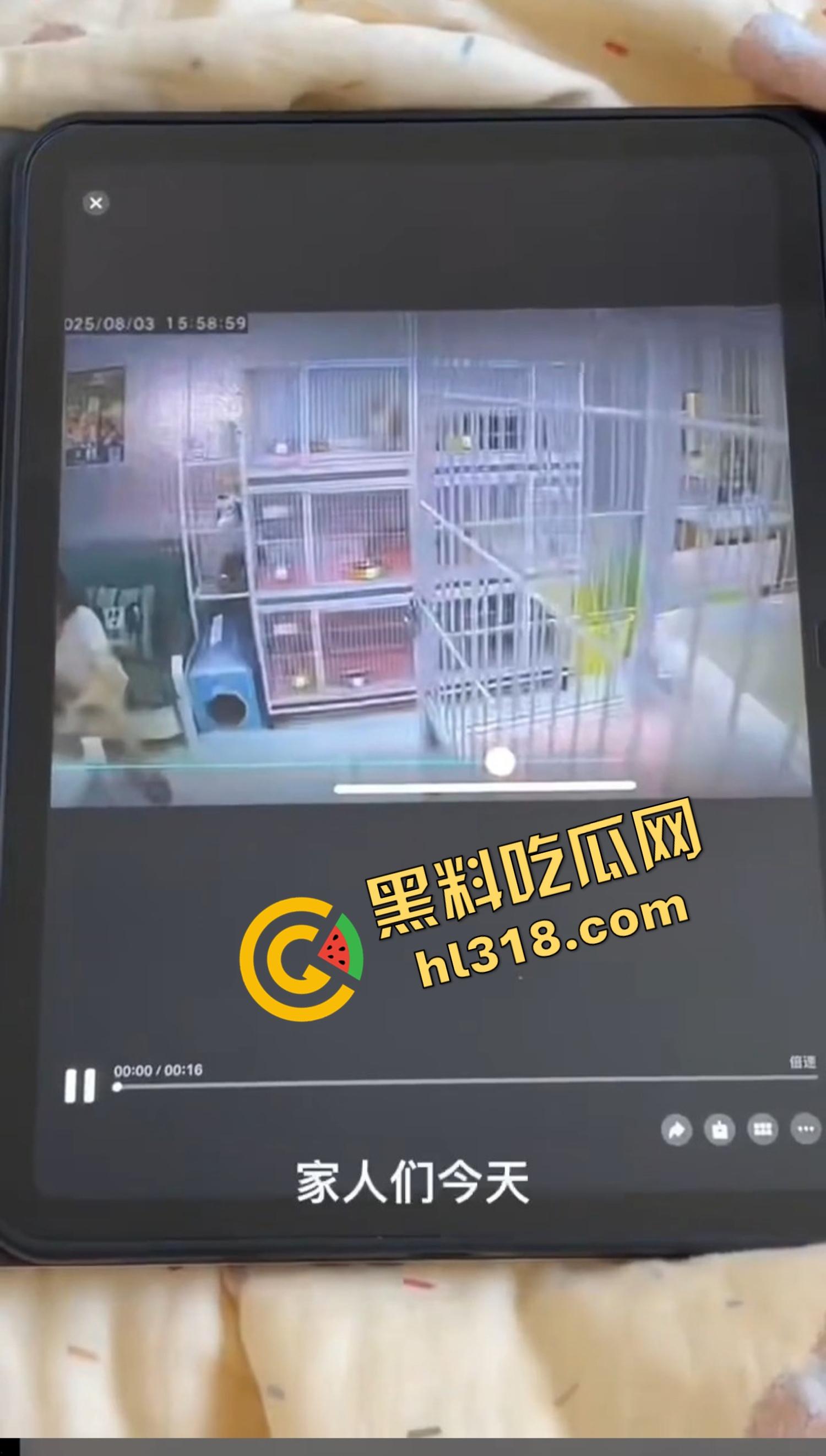 沈阳猫咖惊现女魔头虐猫狂魔，4只奶猫惨死2只重伤，老板怒曝监控报警，宠物圈集体避雷！  第2张