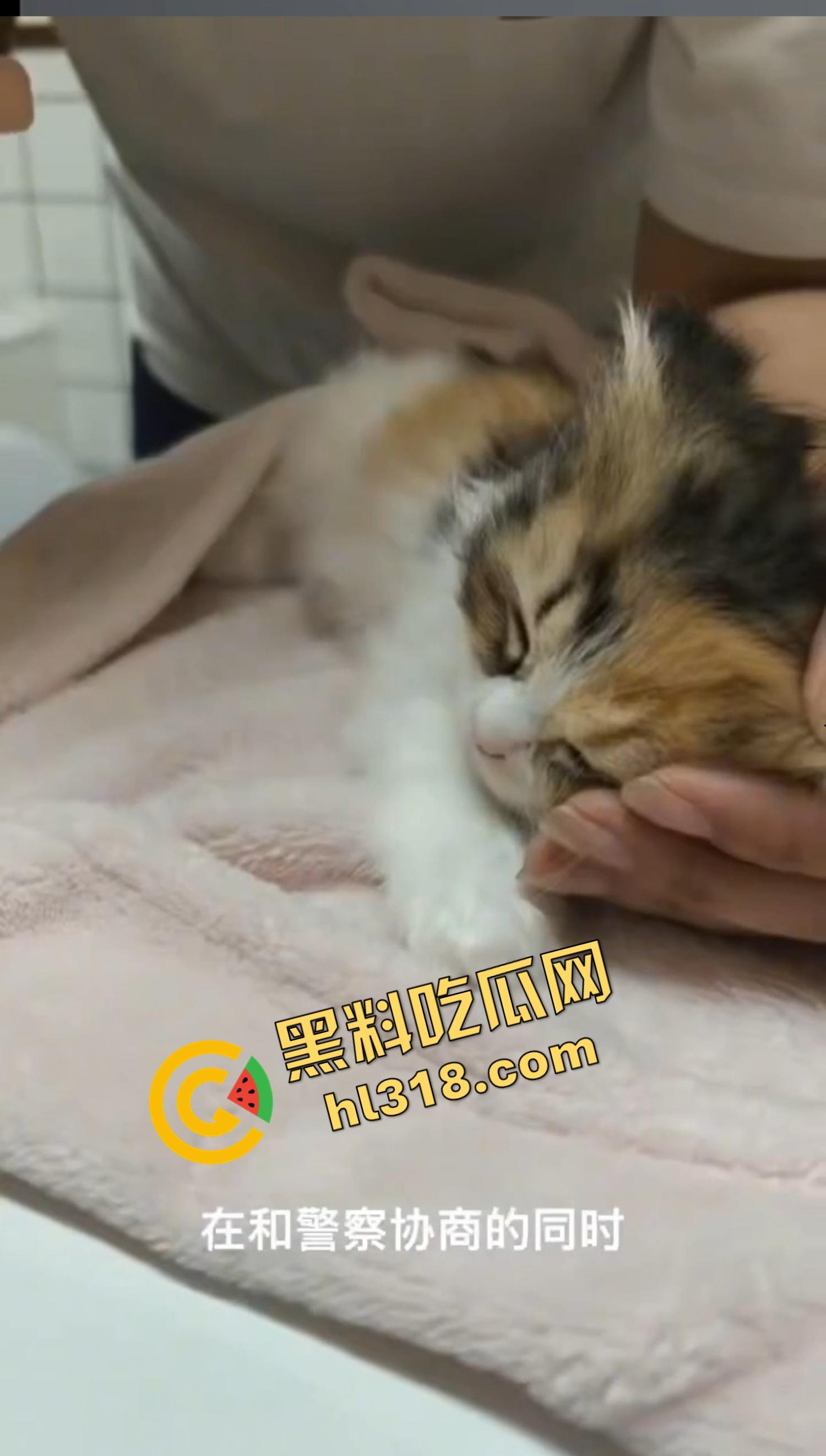 沈阳猫咖惊现女魔头虐猫狂魔，4只奶猫惨死2只重伤，老板怒曝监控报警，宠物圈集体避雷！  第4张