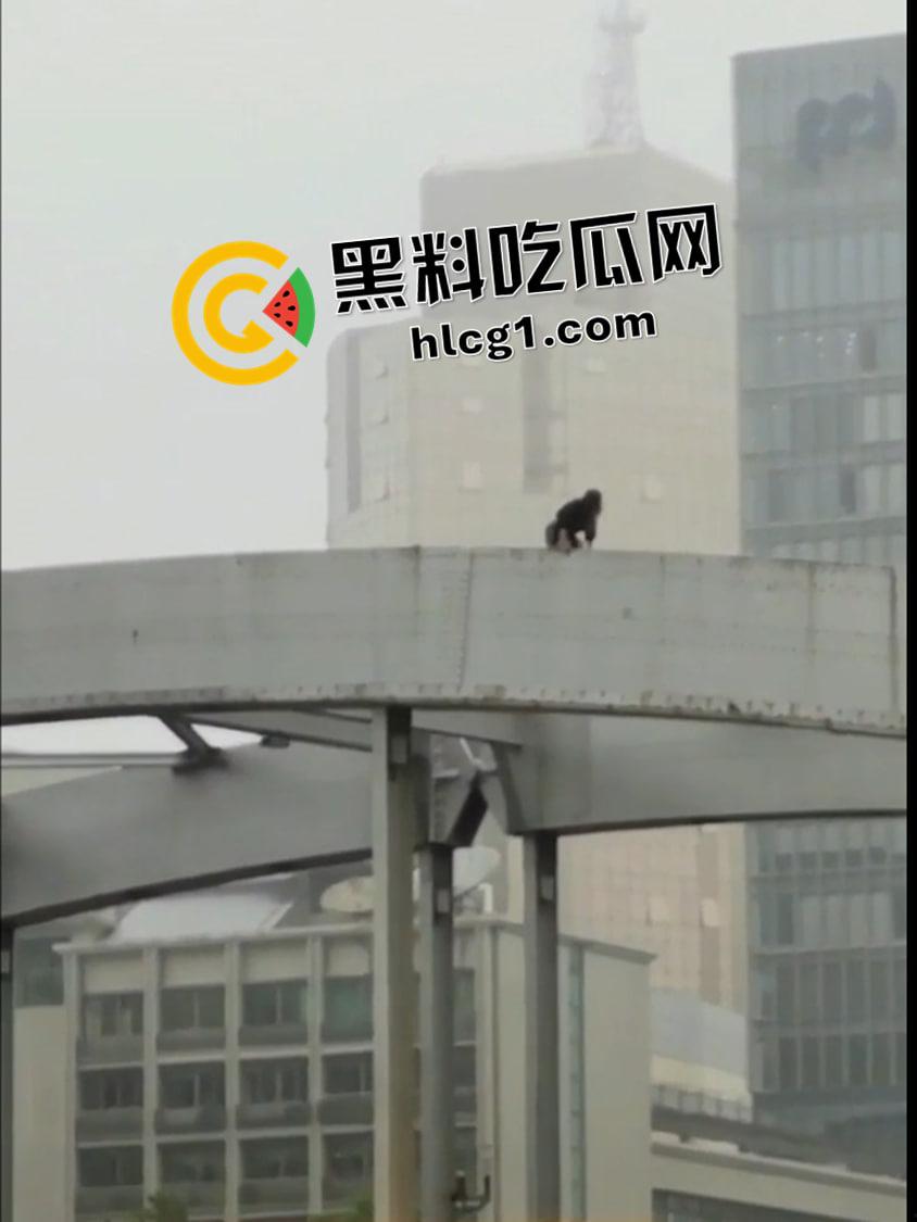 宁波女子轻生现场 老公沉迷女主播准备离婚 怀孕四个月寻死 现场视频 流出 有救生垫也摔不轻  第3张